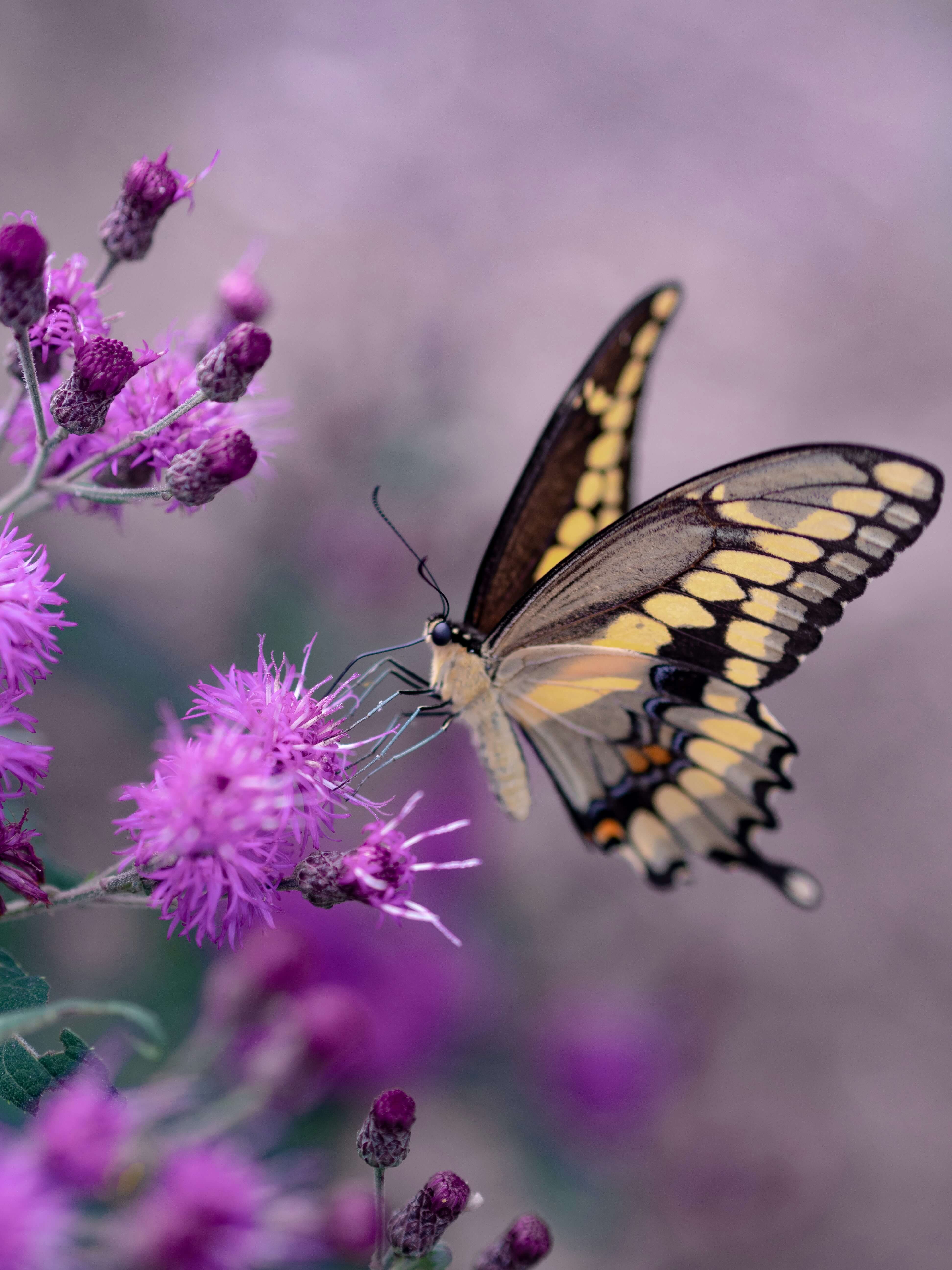 Schmetterling auf Blume